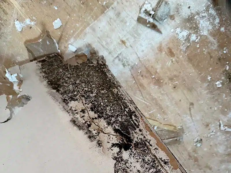 Mold Removal gallery