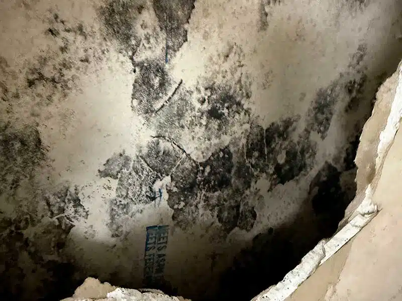Mold Removal gallery