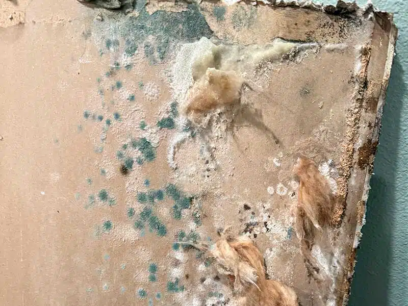 Mold Removal gallery