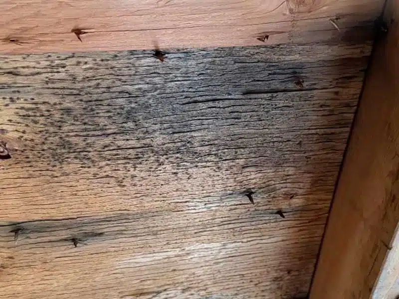 Mold Removal gallery