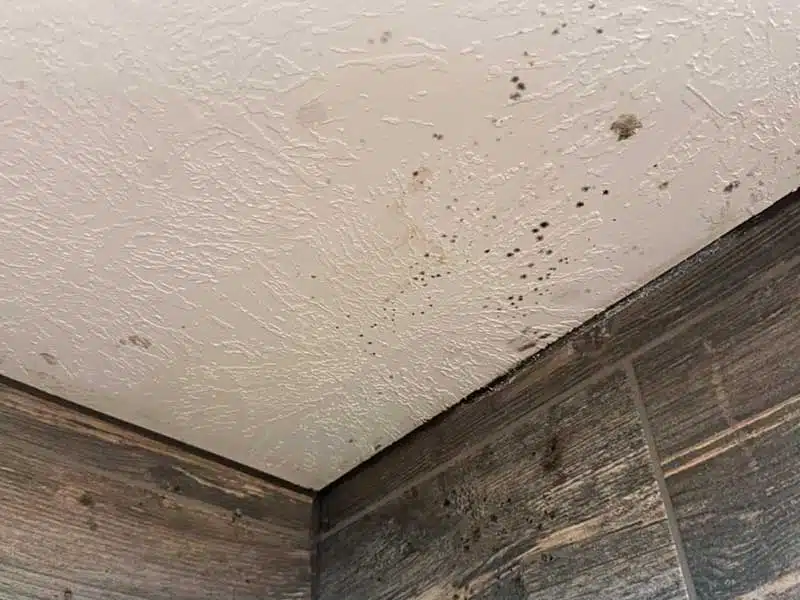 Mold Removal gallery